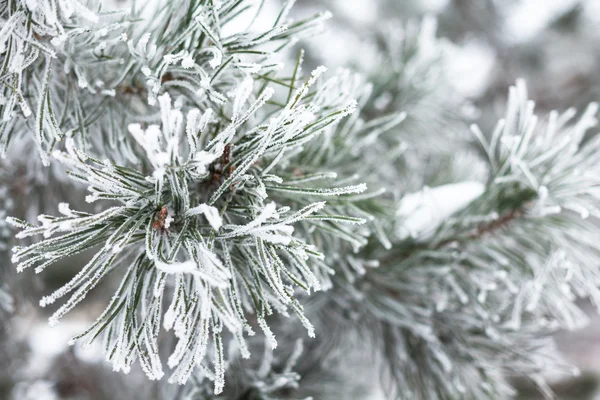 Barrträdsgrenar täckta med hjorfrost — Stockfoto