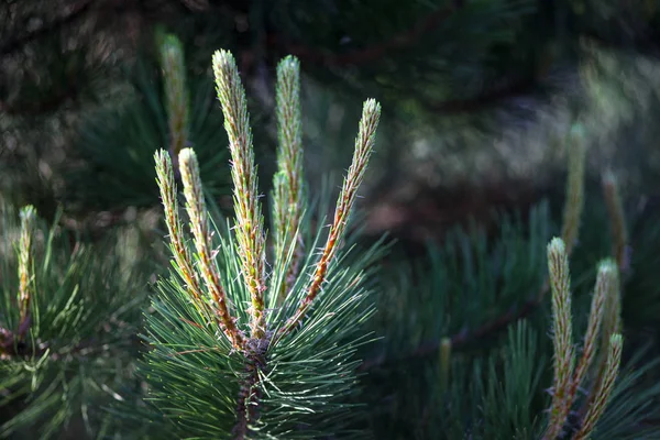 Scots pine branches with young shoots — Stock Fotó