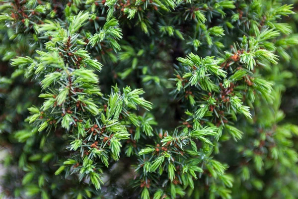 Conifer branches. Tiny cones and young light green shoots — Stock Photo, Image