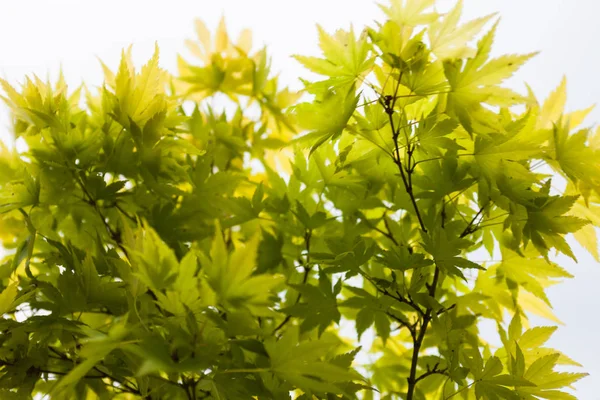 Folhas verdes do bordo japonês (Acer palmatum) — Fotografia de Stock