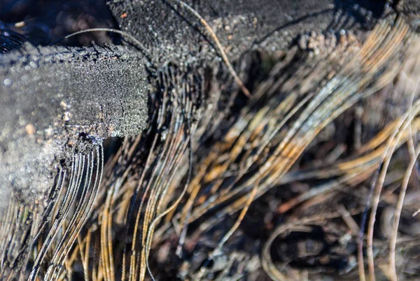 Metal carcass of the burnt automobile rubber tire — Stock Photo, Image