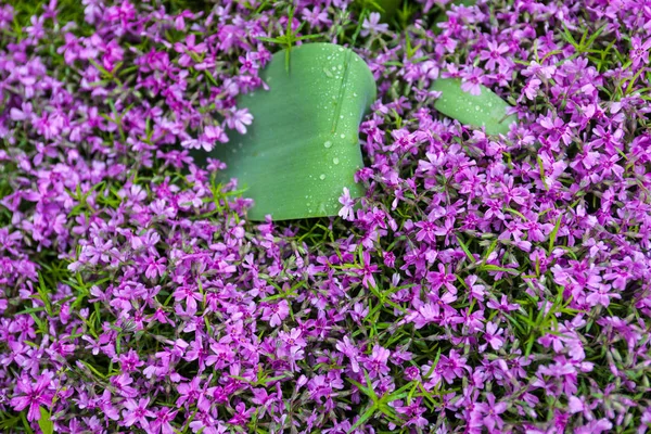 Virágzó rózsaszín floxok (Phlox subulata)) — Stock Fotó
