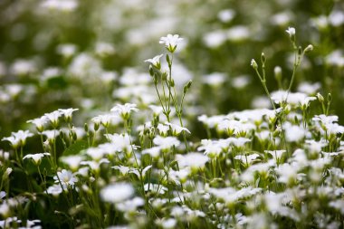 White flowers of Stellaria holostea