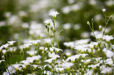 White flowers of Stellaria holostea