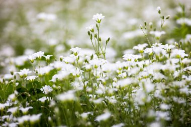 White flowers of Stellaria holostea