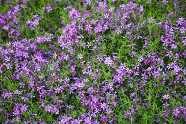 Blooming pink phloxes (Phlox subulata)