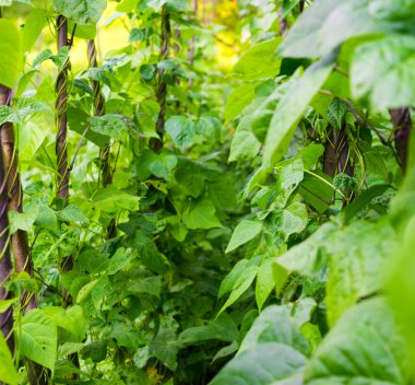 Fasulye (Phaseolus vulgaris büyüyen)