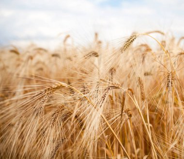 Olgun buğday tarlası