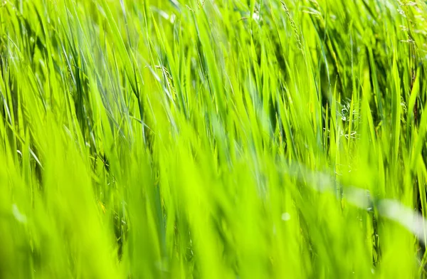 Zöld fű a napsütésben — Stock Fotó