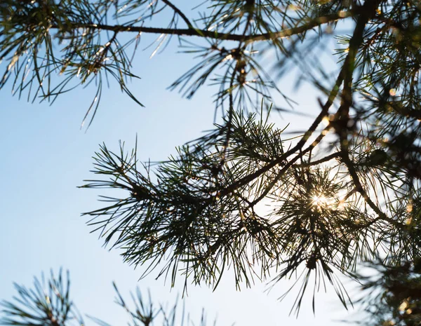 Rami di pino contro il sole splendente — Foto Stock