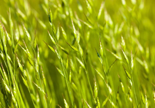 Hierba verde en el sol — Foto de Stock