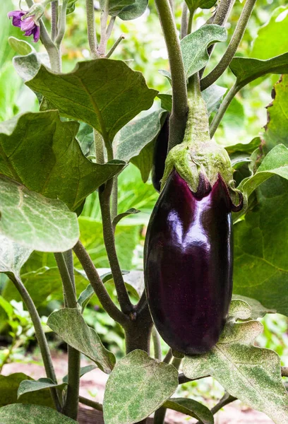 ปลูกมะเขือยาว (Aubergine ) — ภาพถ่ายสต็อก