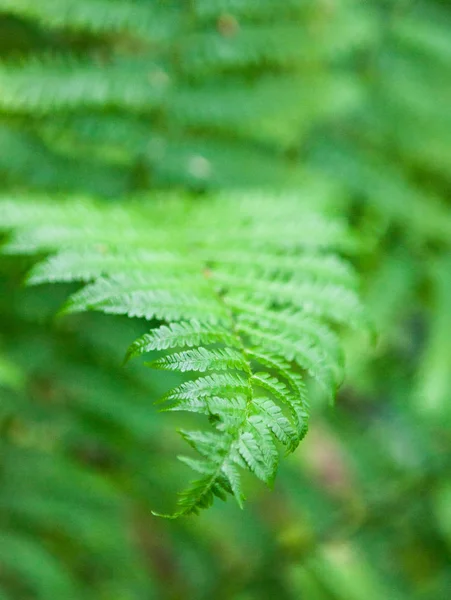 Fusti e foglie di felce verde — Foto Stock