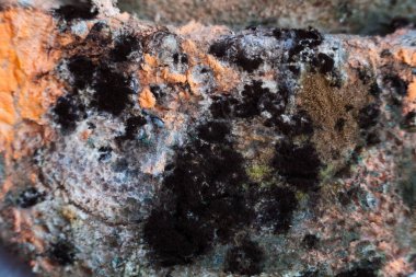 Mouldy (moldy) bread. Close-up.