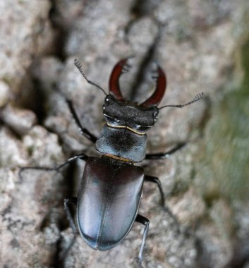 Male stag beetle on the tree trunk.