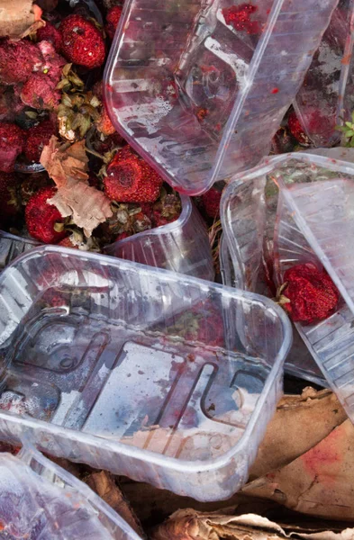垃圾填埋场上腐烂的草莓 — 图库照片