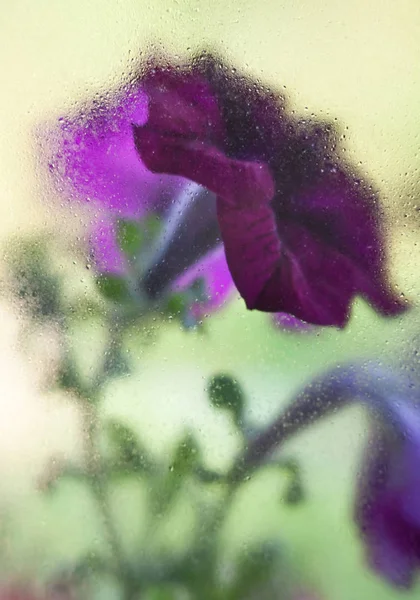 Fleurs violettes derrière le verre mouillé — Photo