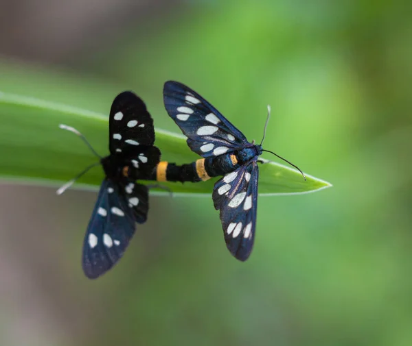 Mating of nine-spotted moths — Stockfoto