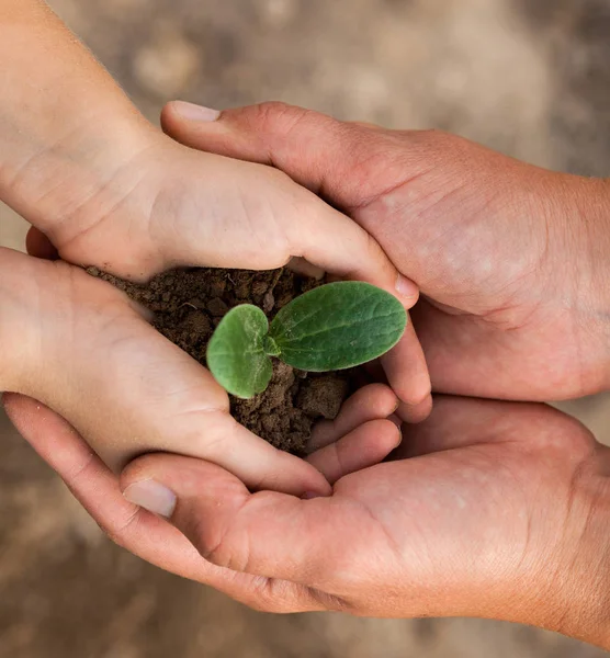 De handen van een kind en een volwassene die een jonge plant vasthouden. — Stockfoto