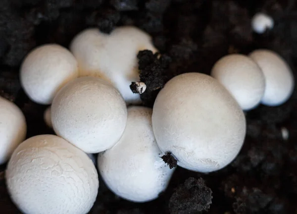 Button mushrooms in the ground — Stock Photo, Image