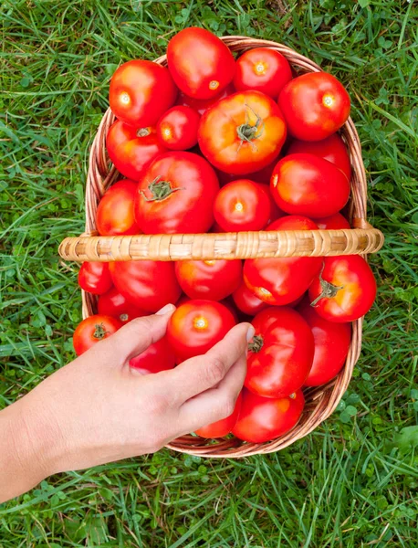 Red ripe tomatoes in the wicker basket