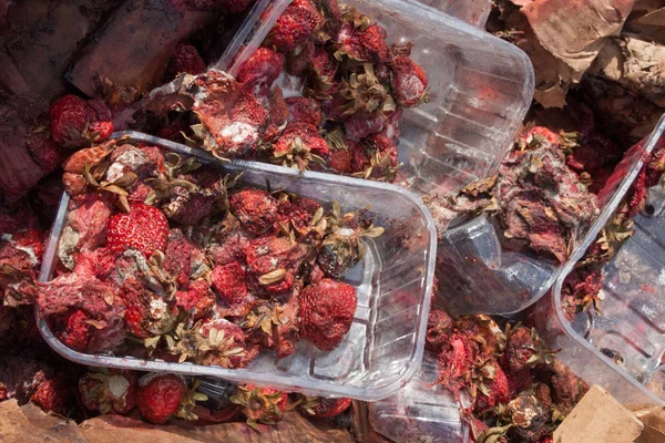 Rotten strawberries on the landfill