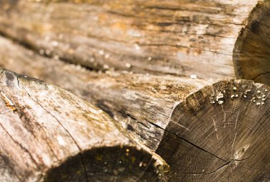 Pile of the old peeled thick logs