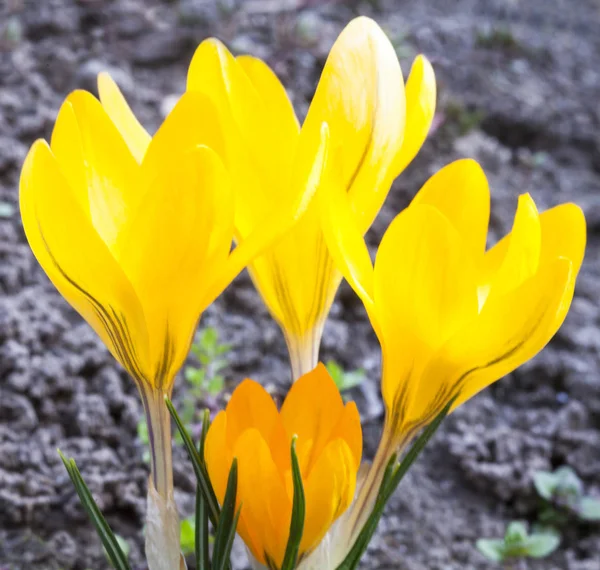 Crocos amarelos florescendo no início da primavera — Fotografia de Stock