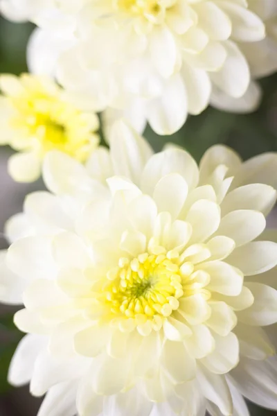 Fehér krizantém virág — Stock Fotó