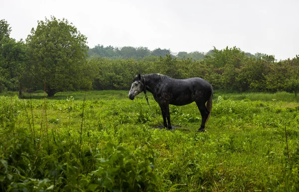 Le cheval en laisse sous la pluie — Photo