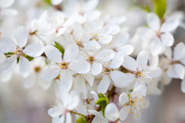 Körsbärsträd blommor. — Stockfoto