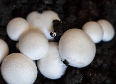 Topraktaki düğme mantarları