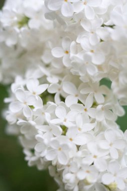 Beyaz leylak çiçekleri