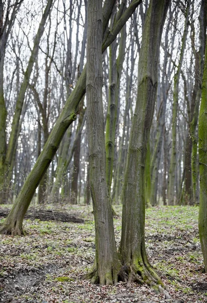 Leafless forest in early spring. — Stockfoto