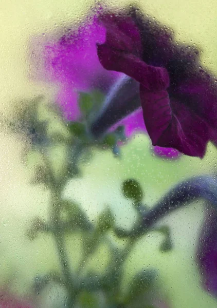 Фиолетовые цветы за мокрым стеклом — стоковое фото