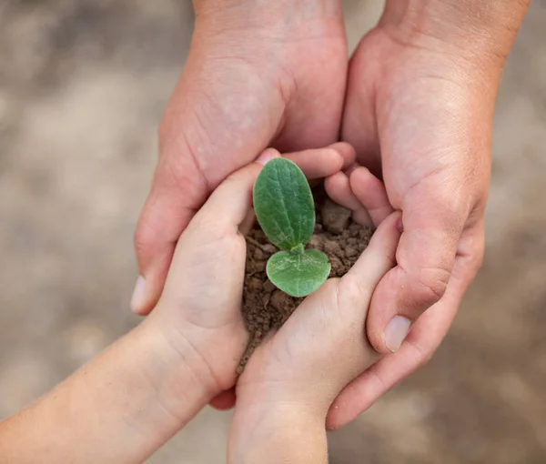 Kid\'s and grown-up\'s hands holding a young plant.