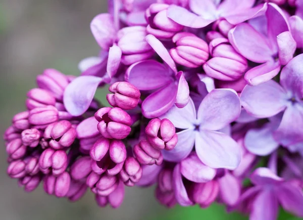 Lilac flowers — Stock Photo, Image