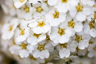 Beyaz Spiraea çiçekleri