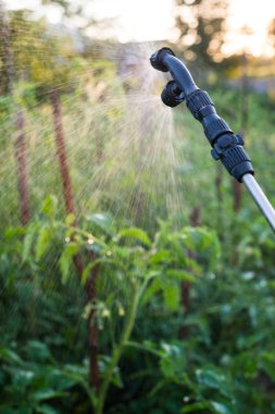 Bahçe spreyi genç domateslerin üzerine su püskürtüyor.