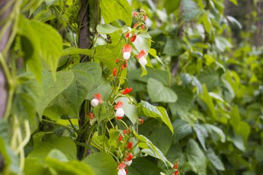 Fasulye (Phaseolus vulgaris büyüyen)