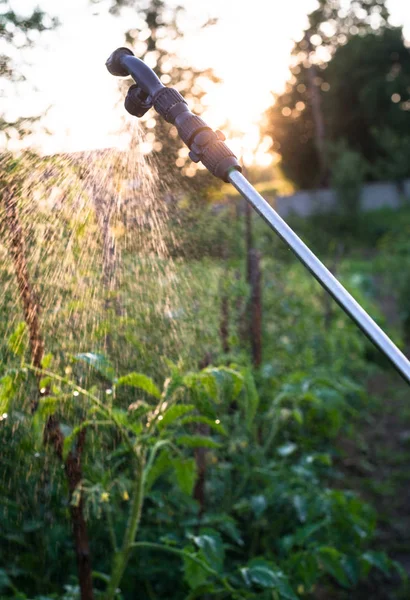 Садовый распылитель поливает водой молодые помидоры — стоковое фото
