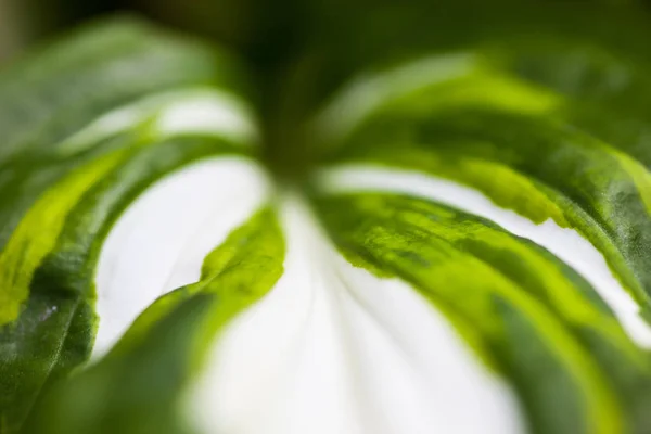 Hoja verde-blanca de hosta — Foto de Stock