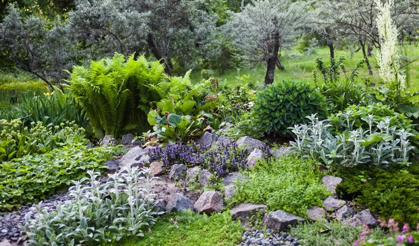 Une végétation luxuriante dans le jardin de rochers verts — Photo