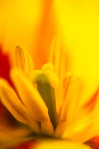 Крупный план цветущего желтого цветка тюльпана — стоковое фото