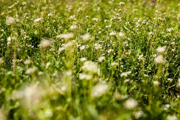Meadow with shepherd's-purse flowers — Stock Photo, Image