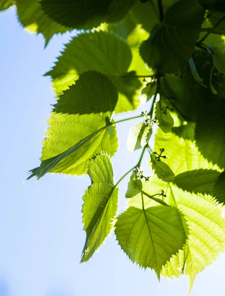 Foglie verdi del tiglio al sole — Foto Stock