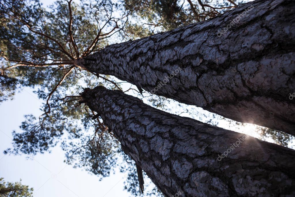 Silhouettes of two thick pine tree trunks and tops