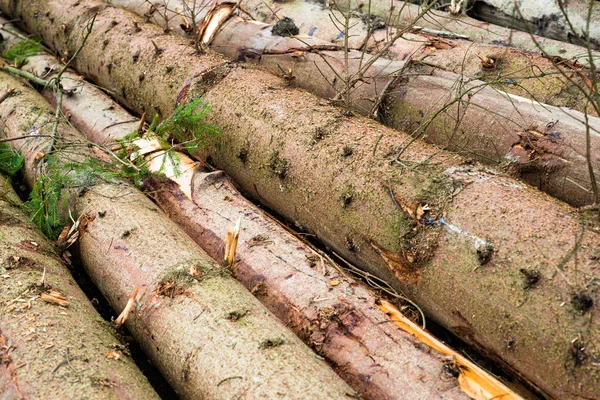 Сбор древесины. Куча вырубленных елок — стоковое фото