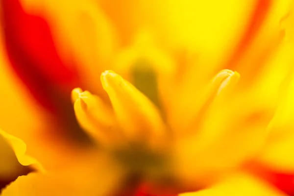 盛开的黄色郁金香花的遮掩 — 图库照片