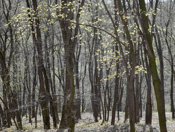 Floresta no início da primavera. — Fotografia de Stock